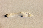 Fußabdruck im Sand, Strand, Spiekeroog, Ostfriesland, Niedersachsen, Deutschland