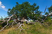 Old oak near Suckow, Lieper Winkel, Usedom, Baltic Sea, Mecklenburg-Western Pomerania, Germany