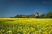 Flowering rapeseed field and Stumpenser Mühle in Horumersiel, Wangerland, Friesland, Lower Saxony, Germany, Europe