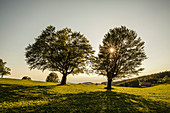 Beeches at Schauinsland, sunset, Black Forest, Baden-Wuerttemberg, Germany