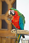 Parrot in the streets of Anacapri in Capri, Italy