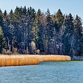 South-eastern bank with reeds from the Seehamer See, Bavaria, Germany