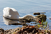 Höckerschwan (Cygnus olor) am Ufer Seehamer See, Bayern, Deutschland