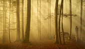 European beech forest in November, Bavaria, Germany, Europe