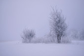 Kleine Baumgruppe im Kochelmoos an einem Wintermorgen, Kochel am See, Bayern, Deutschland, Europa