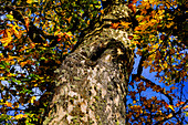 Nahaufnahme eines Ahornbaum von unten, Teilansicht, Bayern, Deutschland