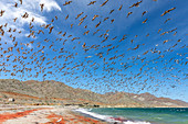 California gulls (Larus californicus) feeding on tuna crabs, Isla Magdalena, Baja California Sur, Mexico, North America