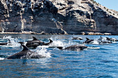 Adult bottlenose dolphins (Tursiops truncatus) surfacing near Isla San Pedro Martir, Baja California, Mexico, North America