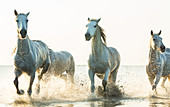 White horses running through water, The Camargue, France
