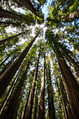 Unter riesigen Redwoods auf dem Pfadfinderpfad im Jedediah Smith Redwoods State Park, UNESCO-Weltkulturerbe, Kalifornien, Vereinigte Staaten von Amerika, Nordamerika