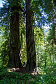 Hiker amongst giant redwood trees on the Trillium Trail, Redwood National and State Parks, UNESCO World Heritage Site, California, United States of America, North America