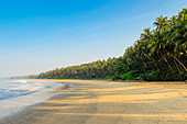 Schiefe Palmen am schönen unberührten verlassenen Kizhunna-Strand, südlich von Kannur an der Nordküste des Staates, Kannur, Kerala, Indien, Asien