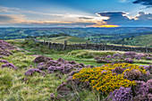 View of flowering heather on Stanage Edge and Hope Valley at sunset, Hathersage, Peak District National Park, Derbyshire, England, United Kingdom, Europe