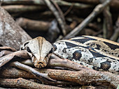 Captive adult Boa constrictor (Boa constrictor), Parque das Aves, Foz do Iguacu, Parana State, Brazil, South America
