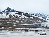 Königspinguine (Aptenodytes patagonicus), die auf gefrorenem Gletscherabfluss in St. Andrews Bay, Südgeorgien, Polarregionen häuten