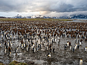 King penguin (Aptenodytes patagonicus) breeding colony at Salisbury Plain, South Georgia, Polar Regions