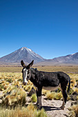 Wilder Burro (Equus africanus asinus) vor dem Stratovulkan Licancabur, zentrale Vulkanzone der Anden, Chile, Südamerika
