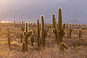 Sonnenuntergang auf argentinischem Saguaro-Kaktus (Echinopsis terscheckii), Los Cardones-Nationalpark, Provinz Salta, Argentinien, Südamerika