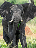 Afrikanischer Buschelefant (Loxodonta africana), Tarangire-Nationalpark, Tansania, Ostafrika, Afrika