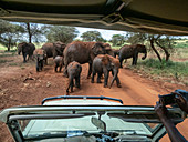 Afrikanische Buschelefanten (Loxodonta africana), die ein Staubbad im Tarangire-Nationalpark, Tansania, Ostafrika, Afrika nehmen