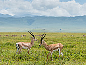 Erwachsene männliche Grant's Gazellen (Nanger Granti), innerhalb des Ngorongoro-Kraters, UNESCO-Weltkulturerbe, Tansania, Ostafrika, Afrika