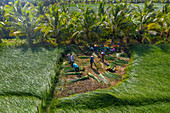 Die Bauern, die Seggen anbauen und ernten, in Vung Liem, Vinh Long, Vietnam, Indochina, Südostasien, Asien