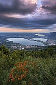 Blooming of Euphorbia (Euphorbia Cyparissias) on the top of Barro mount and panorama of Brianza lakes, Galbiate, Brianza, Lecco province, Lombardy, Italy, Europe