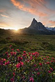 Die Sonne späht über den Giau-Pass und beleuchtet die schönen Sommerblumen, Dolomiti, Gemeinde Cortina d'Ampezzo, Provinz Belluno, Distrikt Venetien, Italien, Europa