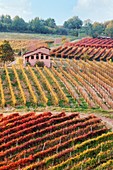 Castelvetro di Modena, Emilia Romagna, Italien. Herbstlandschaft mit bunten Weinbergen und Hügeln.