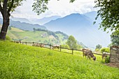 Pastures at Pianca, San Giovanni Bianco, Val Brembana, Alpi Orobie, province of Bergamo, Lombardy, Italian alps, Italy