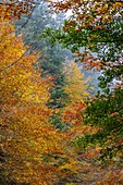 Italy, Tuscany, Apennines, Casentinesi Forests NP, Forest in Autumn