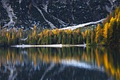 Baumreflexionen am Braies See während des Herbstes bei Sonnenaufgang, Braies, Bozen, Trentino Südtirol, Italien, Westeuropa