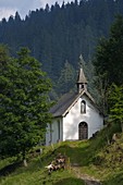 Europe, Italy, Veneto, Unesco Dolomites: Cereda Pass