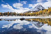Larch trees mirrored in Lago di Saoseo in autumn, Val di Campo, Poschiavo, canton of Graubunden, Switzerland 