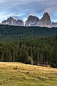 Deer with Cimon della Pala mountain in background, Paneveggio-Pale di San Martino Nature Park, Dolomites, Trentino, Trento, Italy