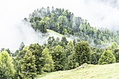 Nebliger Himmel über grünen Wäldern der Schweizer Zirbe (Pinus cembra), Dolomiten, Trentino-Südtirol, Italien