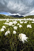 Gewitterwolken über blühenden Wollgrasfeldern, Pian dei Cavalli, Vallespluga, Valchiavenna, Valtellina, Lombardei, Italien