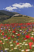 Castelluccio di Norcia während der Linsenblüte, Umbrien, Italien, Südeuropa