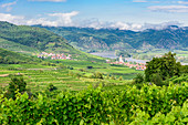 Vineyards near Weißenkirchen in the Wachau, Lower Austria, Austria