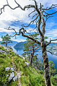 Pine trees and dead tree on the Traunstein and view of the Traunsee in the Salzkammergut, Upper Austria, Austria