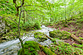 Gosaubach between Hinterem Gosausee and Gosaulacke in the Salzkammergut, Upper Austria, Austria