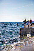 Hund springt von der Strandpromenade ins Wasser, Zadar, Zadar, Kroatien, Europa