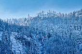 Bergwald unterhalb des Herzogsstands bedeckt von Raureif, Kochel am See, Bayern, Deutschland, Europa