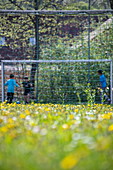Jungen, die Fußball spielen, gesehen durch Gras mit gelben Blumen, Habichsthal, nahe Frammersbach, Spessart-Mainland, Franken, Bayern, Deutschland, Europa