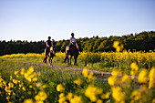 Two young women ride horses on dirt road through blooming rapeseed field, Haunetal Starklos, Rhoen, Hesse, Germany, Europe