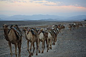 Äthiopien; Region Afar; Danakil Wüste; Kamelkarawane auf dem Weg zu den Salzpfannen am Karum See