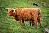 Cattle in the meadow of the Faroe Islands in the sun