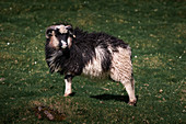 Schaf auf der Wiese der Färöer Inseln bei Sonne\n