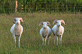 Three horned sheep on the meadows of the island of Foehr, North Frisia, Germany