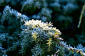 Hoar frost in the sunlight on juniper branches, Grimsholmen, Hallandslan, Sweden